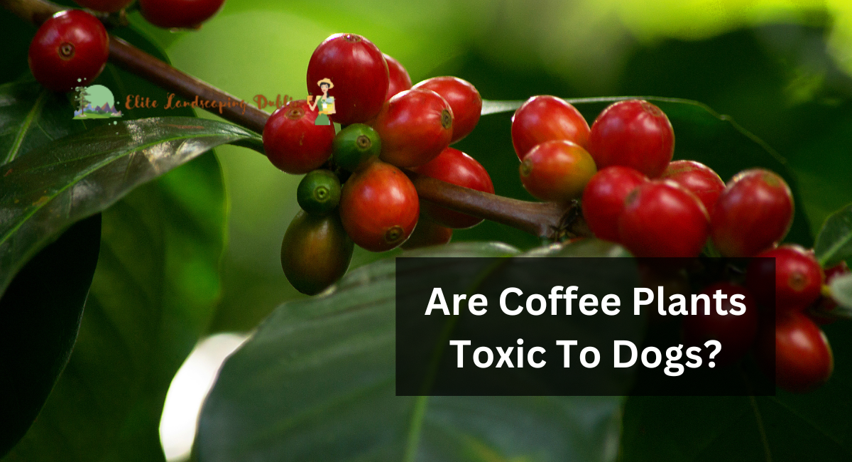 Are Coffee Plants Toxic to Dogs?