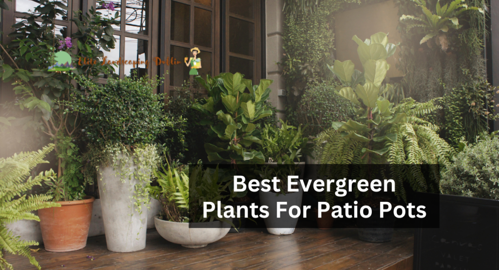 Best Evergreen Plants For Patio Pots