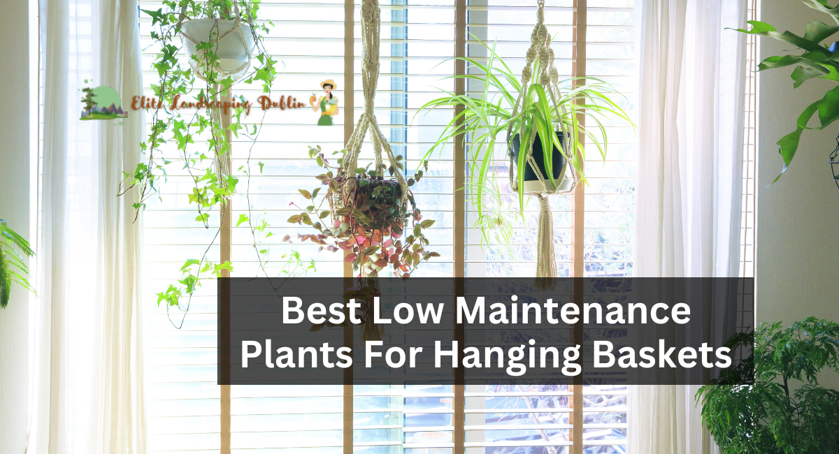 Best Low Maintenance Plants For Hanging Baskets