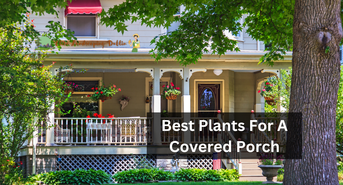 Best Plants For A Covered Porch