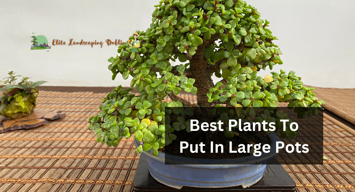 Best Plants To Put In Large Pots