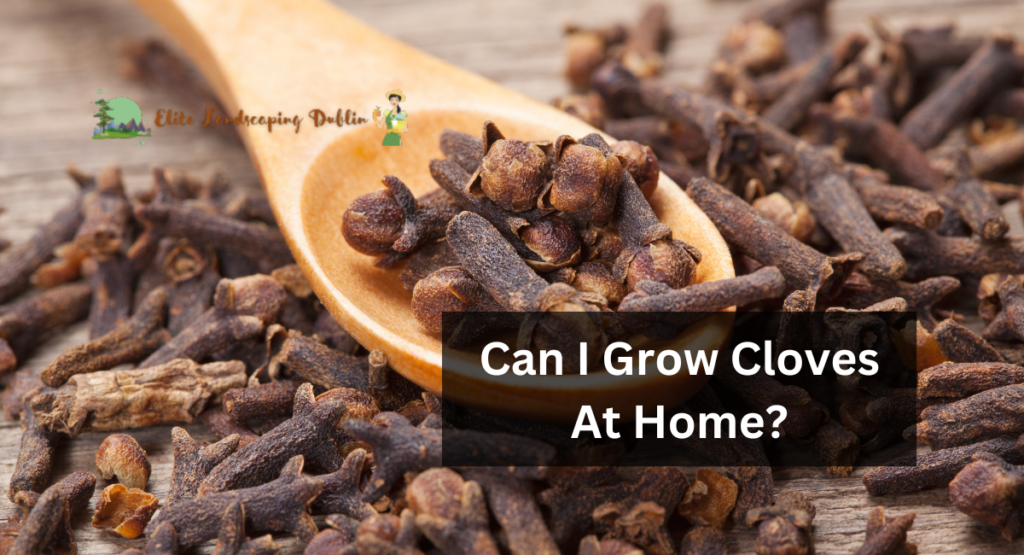 Can I Grow Cloves At Home?