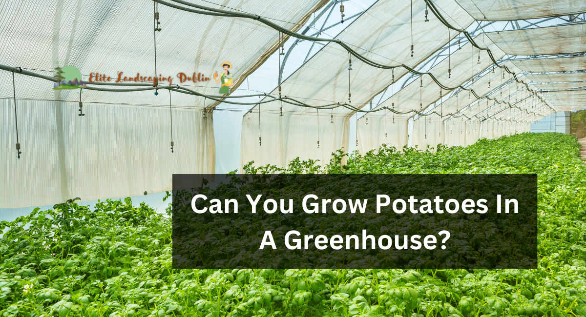 Can You Grow Potatoes In A Greenhouse?