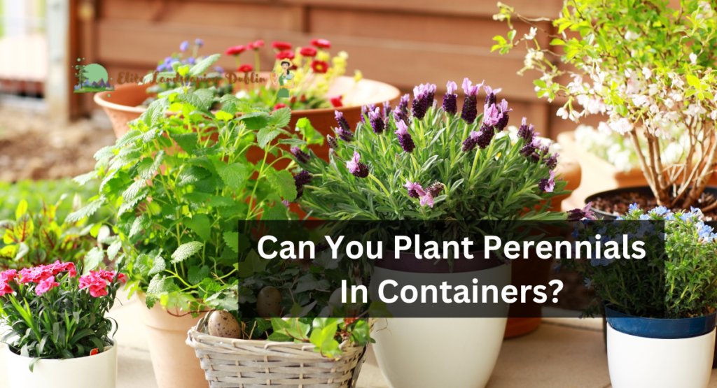 Can You Plant Perennials in Containers?