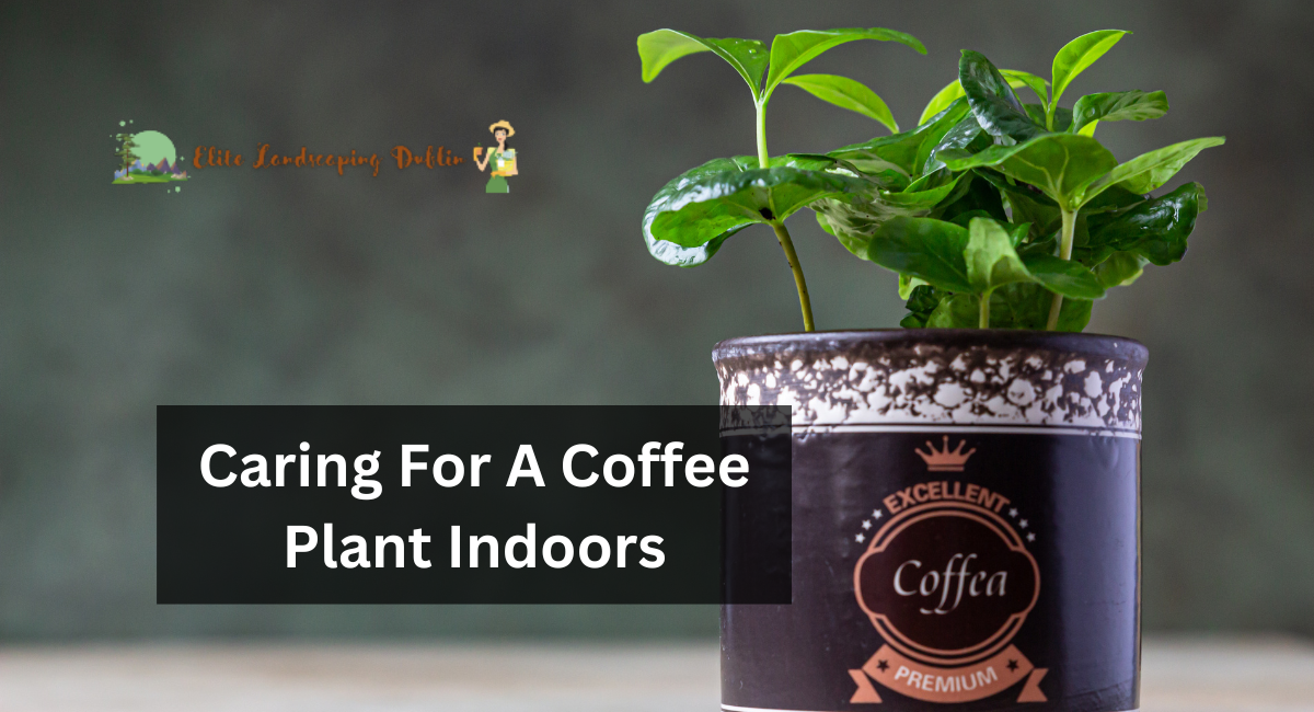 Caring For A Coffee Plant Indoors