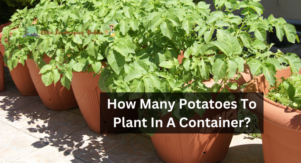 How Many Potatoes To Plant In A Container?