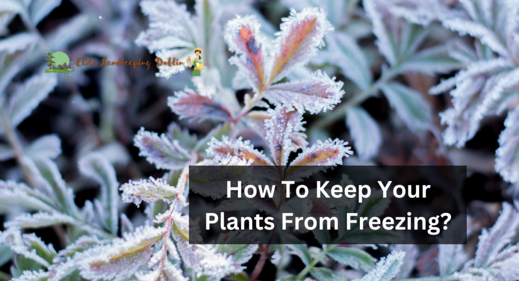How To Keep Your Plants From Freezing?