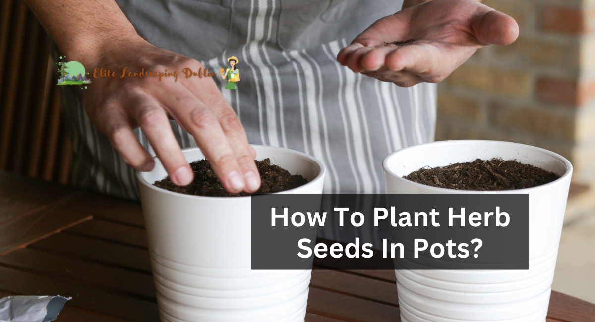 How To Plant Herb Seeds In Pots?