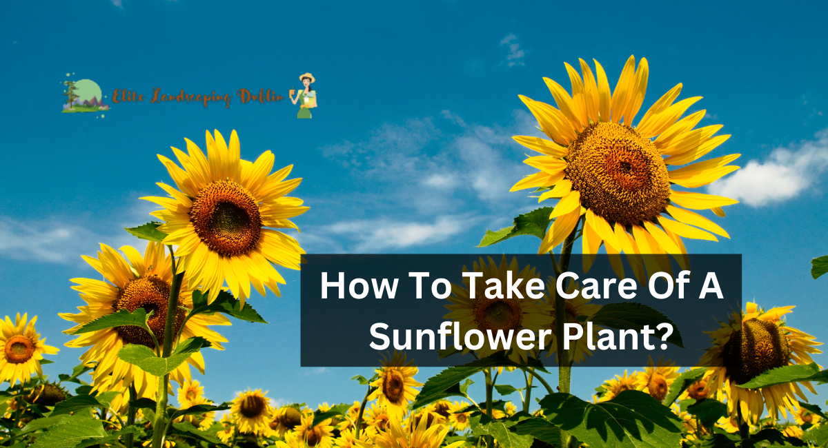How To Take Care Of A Sunflower Plant?